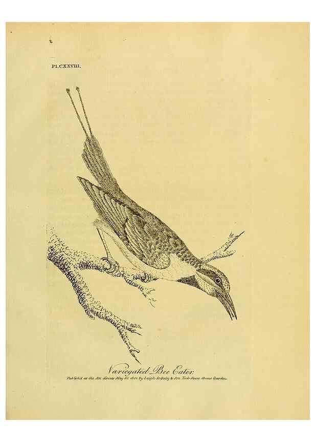 Reproducción/Reproduction 40744256325: Supplement II to the General synopsis of birds.. London :Printed for Leigh, Sotheby, & Son, York Street, Covent Garden,[1801 or 1802]. 