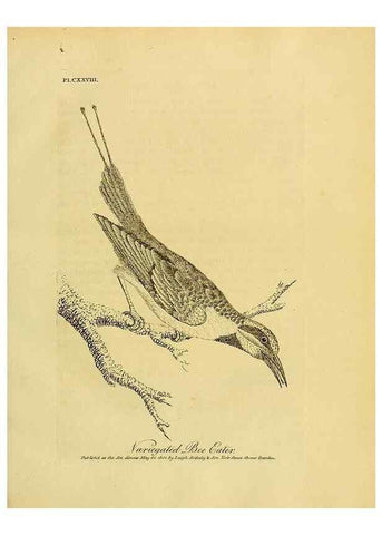 Reproducción/Reproduction 40744256325: Supplement II to the General synopsis of birds.. London :Printed for Leigh, Sotheby, & Son, York Street, Covent Garden,[1801 or 1802]. 