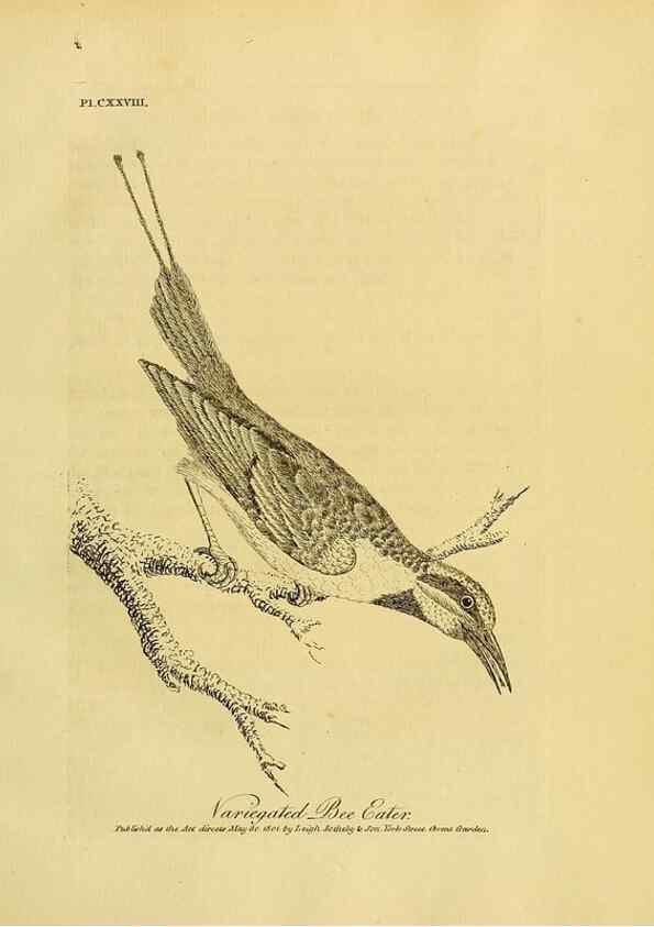 Reproducción/Reproduction 40744256325: Supplement II to the General synopsis of birds.. London :Printed for Leigh, Sotheby, & Son, York Street, Covent Garden,[1801 or 1802]. 