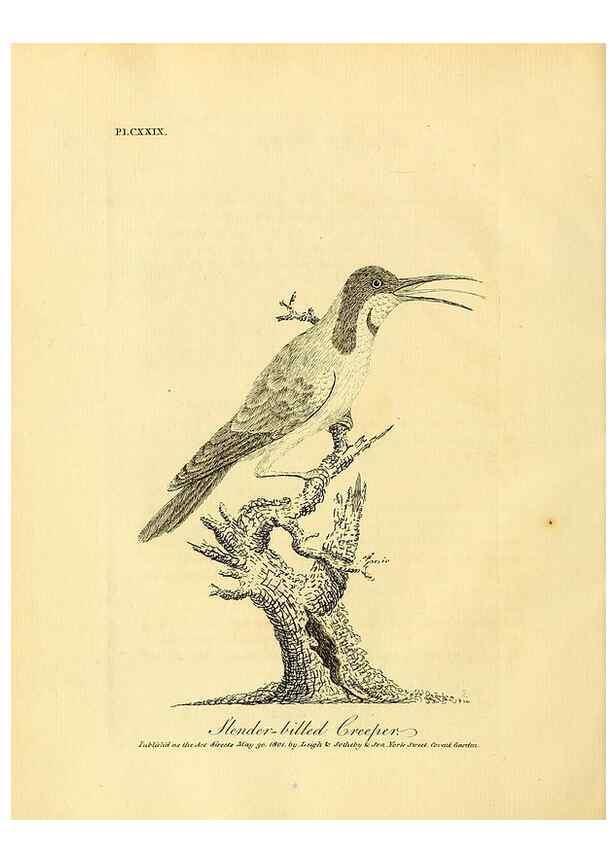 Reproducción/Reproduction 40925568304: Supplement II to the General synopsis of birds.. London :Printed for Leigh, Sotheby, & Son, York Street, Covent Garden,[1801 or 1802]. 