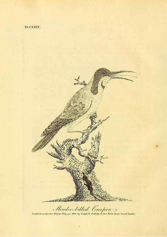 Reproducción/Reproduction 40925568304: Supplement II to the General synopsis of birds.. London :Printed for Leigh, Sotheby, & Son, York Street, Covent Garden,[1801 or 1802]. 