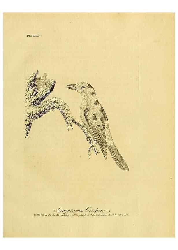 Reproducción/Reproduction 40925570374: Supplement II to the General synopsis of birds.. London :Printed for Leigh, Sotheby, & Son, York Street, Covent Garden,[1801 or 1802]. 