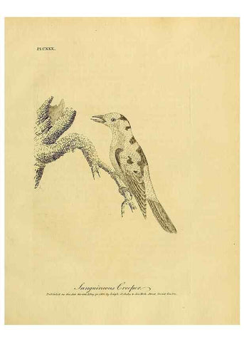 Reproducción/Reproduction 40925570374: Supplement II to the General synopsis of birds.. London :Printed for Leigh, Sotheby, & Son, York Street, Covent Garden,[1801 or 1802]. 