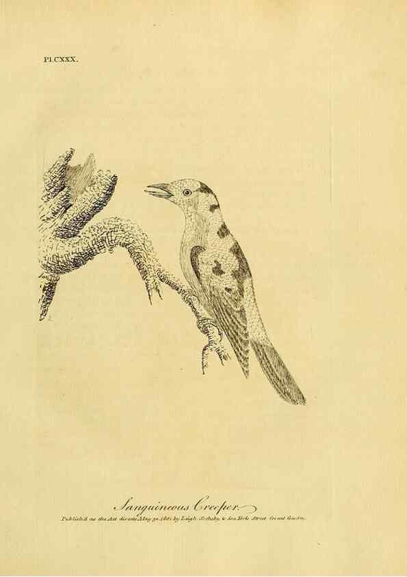 Reproducción/Reproduction 40925570374: Supplement II to the General synopsis of birds.. London :Printed for Leigh, Sotheby, & Son, York Street, Covent Garden,[1801 or 1802]. 