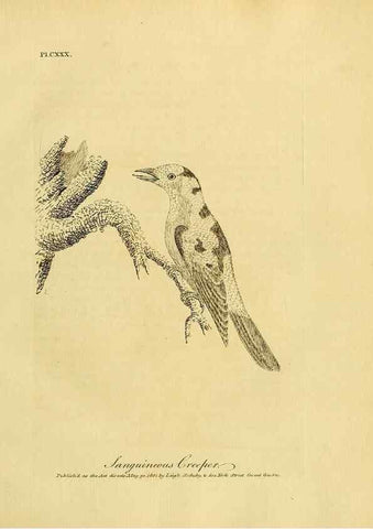 Reproducción/Reproduction 40925570374: Supplement II to the General synopsis of birds.. London :Printed for Leigh, Sotheby, & Son, York Street, Covent Garden,[1801 or 1802]. 