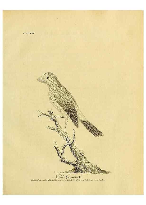 Reproducción/Reproduction 39828203140: Supplement II to the General synopsis of birds.. London :Printed for Leigh, Sotheby, & Son, York Street, Covent Garden,[1801 or 1802]. 