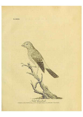 Reproducción/Reproduction 39828203140: Supplement II to the General synopsis of birds.. London :Printed for Leigh, Sotheby, & Son, York Street, Covent Garden,[1801 or 1802]. 