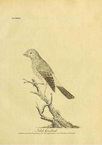Reproducción/Reproduction 39828203140: Supplement II to the General synopsis of birds.. London :Printed for Leigh, Sotheby, & Son, York Street, Covent Garden,[1801 or 1802]. 
