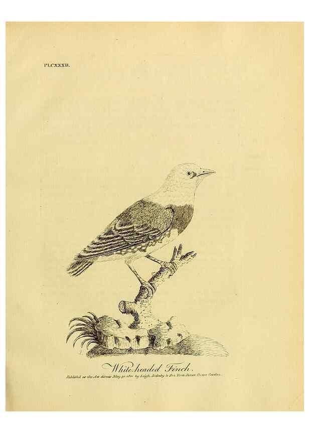 Reproducción/Reproduction 39828205050: Supplement II to the General synopsis of birds.. London :Printed for Leigh, Sotheby, & Son, York Street, Covent Garden,[1801 or 1802]. 