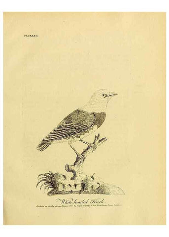 Reproducción/Reproduction 39828205050: Supplement II to the General synopsis of birds.. London :Printed for Leigh, Sotheby, & Son, York Street, Covent Garden,[1801 or 1802]. 