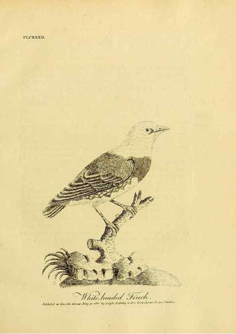 Reproducción/Reproduction 39828205050: Supplement II to the General synopsis of birds.. London :Printed for Leigh, Sotheby, & Son, York Street, Covent Garden,[1801 or 1802]. 