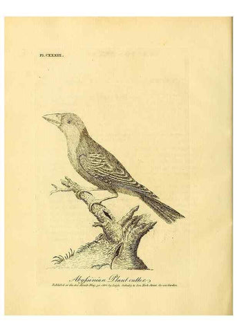 Reproducción/Reproduction 26768042227: Supplement II to the General synopsis of birds.. London :Printed for Leigh, Sotheby, & Son, York Street, Covent Garden,[1801 or 1802]. 