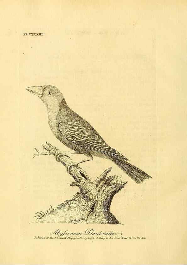Reproducción/Reproduction 26768042227: Supplement II to the General synopsis of birds.. London :Printed for Leigh, Sotheby, & Son, York Street, Covent Garden,[1801 or 1802]. 