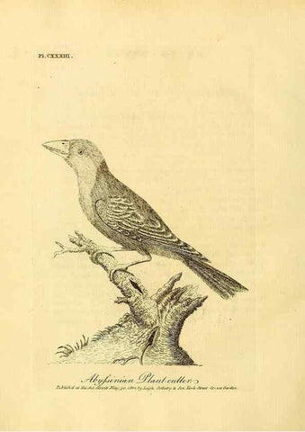 Reproducción/Reproduction 26768042227: Supplement II to the General synopsis of birds.. London :Printed for Leigh, Sotheby, & Son, York Street, Covent Garden,[1801 or 1802]. 