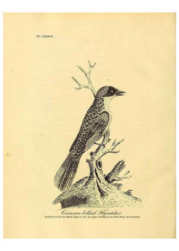 Reproducción/Reproduction 26768044737: Supplement II to the General synopsis of birds.. London :Printed for Leigh, Sotheby, & Son, York Street, Covent Garden,[1801 or 1802]. 