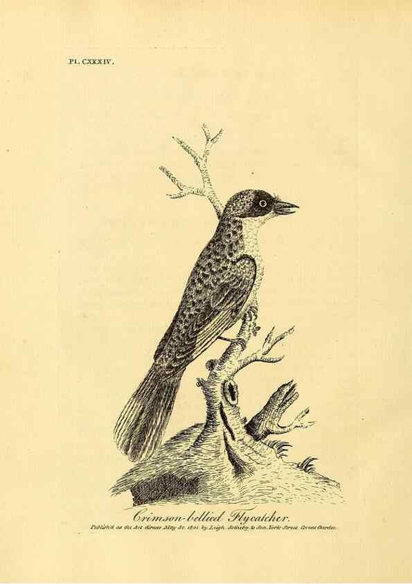 Reproducción/Reproduction 26768044737: Supplement II to the General synopsis of birds.. London :Printed for Leigh, Sotheby, & Son, York Street, Covent Garden,[1801 or 1802]. 