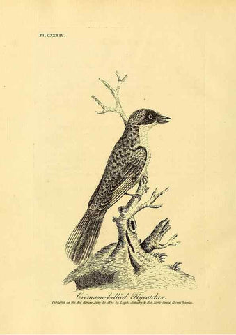 Reproducción/Reproduction 26768044737: Supplement II to the General synopsis of birds.. London :Printed for Leigh, Sotheby, & Son, York Street, Covent Garden,[1801 or 1802]. 