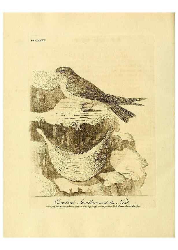 Reproducción/Reproduction 26768047467: Supplement II to the General synopsis of birds.. London :Printed for Leigh, Sotheby, & Son, York Street, Covent Garden,[1801 or 1802]. 