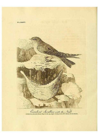 Reproducción/Reproduction 26768047467: Supplement II to the General synopsis of birds.. London :Printed for Leigh, Sotheby, & Son, York Street, Covent Garden,[1801 or 1802]. 