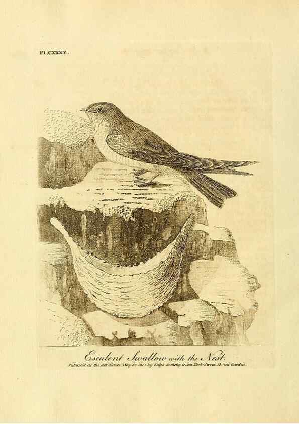 Reproducción/Reproduction 26768047467: Supplement II to the General synopsis of birds.. London :Printed for Leigh, Sotheby, & Son, York Street, Covent Garden,[1801 or 1802]. 