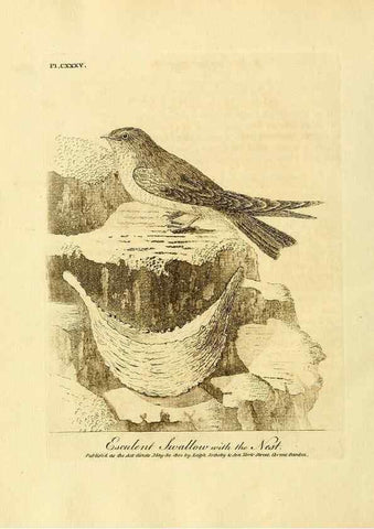 Reproducción/Reproduction 26768047467: Supplement II to the General synopsis of birds.. London :Printed for Leigh, Sotheby, & Son, York Street, Covent Garden,[1801 or 1802]. 