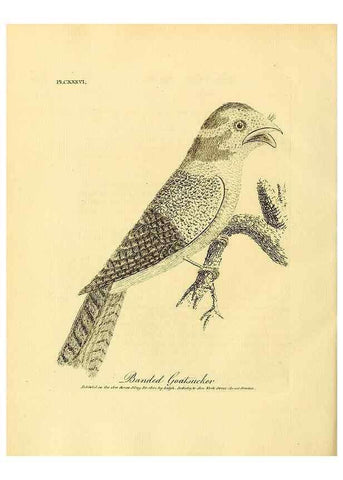 Reproducción/Reproduction 40925584094: Supplement II to the General synopsis of birds.. London :Printed for Leigh, Sotheby, & Son, York Street, Covent Garden,[1801 or 1802]. 