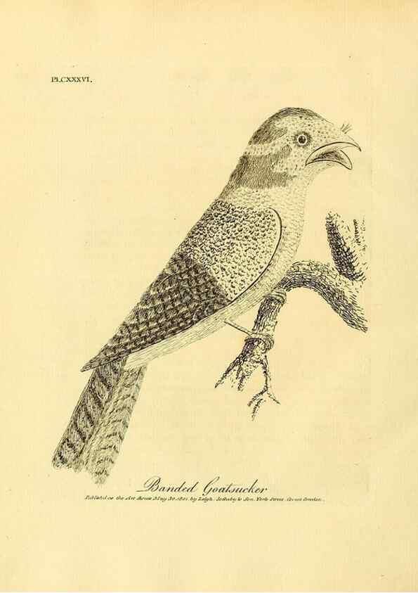 Reproducción/Reproduction 40925584094: Supplement II to the General synopsis of birds.. London :Printed for Leigh, Sotheby, & Son, York Street, Covent Garden,[1801 or 1802]. 
