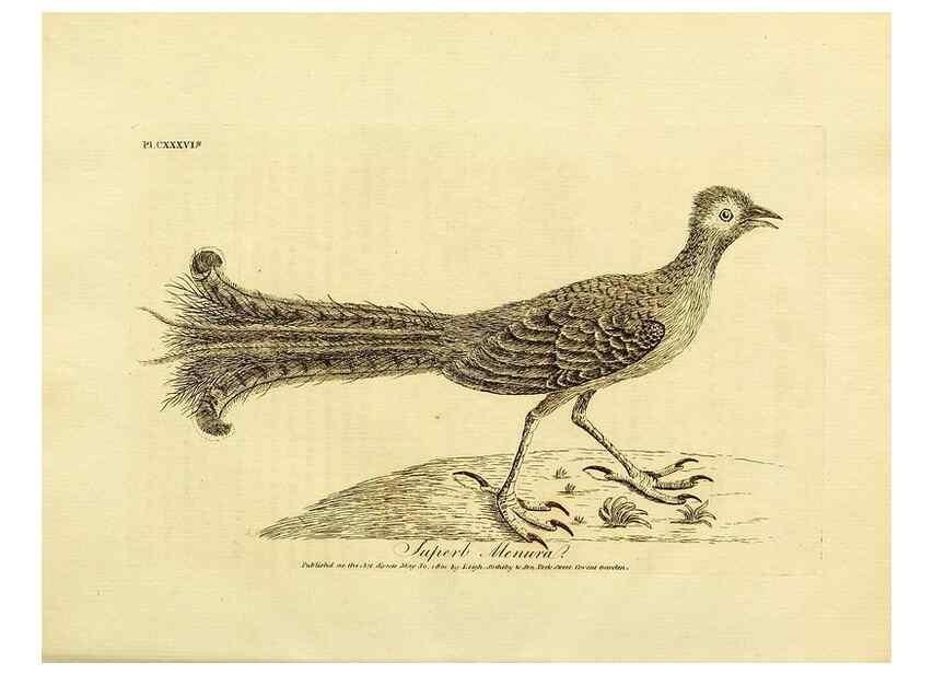 Reproducción/Reproduction 26768051867: Supplement II to the General synopsis of birds.. London :Printed for Leigh, Sotheby, & Son, York Street, Covent Garden,[1801 or 1802]. 