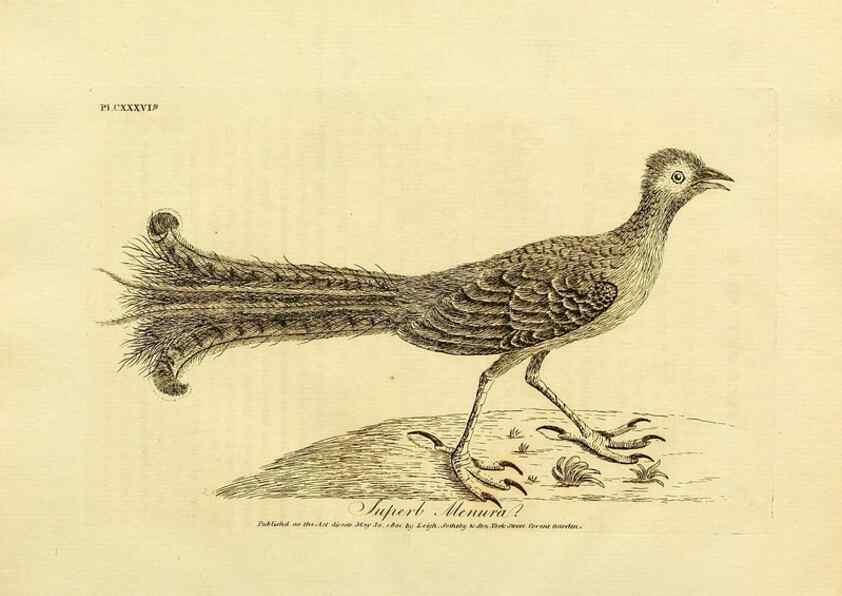 Reproducción/Reproduction 26768051867: Supplement II to the General synopsis of birds.. London :Printed for Leigh, Sotheby, & Son, York Street, Covent Garden,[1801 or 1802]. 