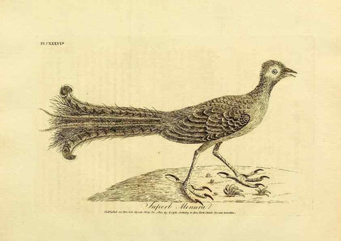 Reproducción/Reproduction 26768051867: Supplement II to the General synopsis of birds.. London :Printed for Leigh, Sotheby, & Son, York Street, Covent Garden,[1801 or 1802]. 