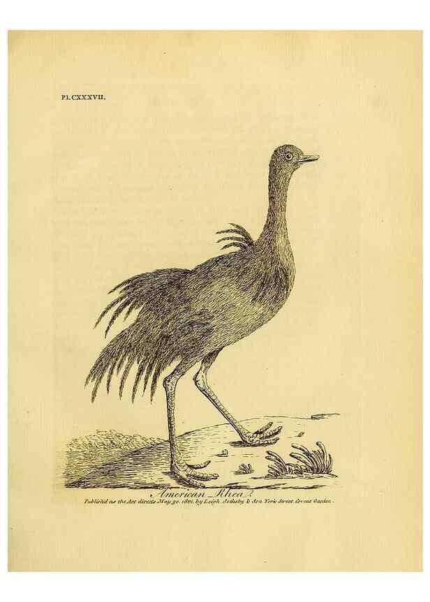 Reproducción/Reproduction 26768053927: Supplement II to the General synopsis of birds.. London :Printed for Leigh, Sotheby, & Son, York Street, Covent Garden,[1801 or 1802]. 