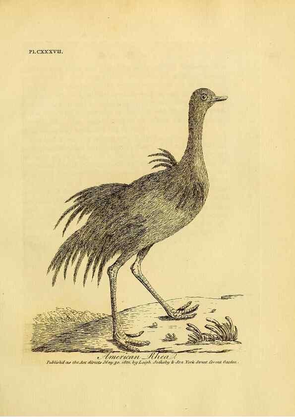 Reproducción/Reproduction 26768053927: Supplement II to the General synopsis of birds.. London :Printed for Leigh, Sotheby, & Son, York Street, Covent Garden,[1801 or 1802]. 