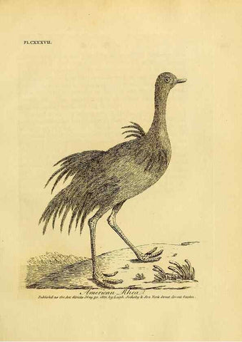 Reproducción/Reproduction 26768053927: Supplement II to the General synopsis of birds.. London :Printed for Leigh, Sotheby, & Son, York Street, Covent Garden,[1801 or 1802]. 