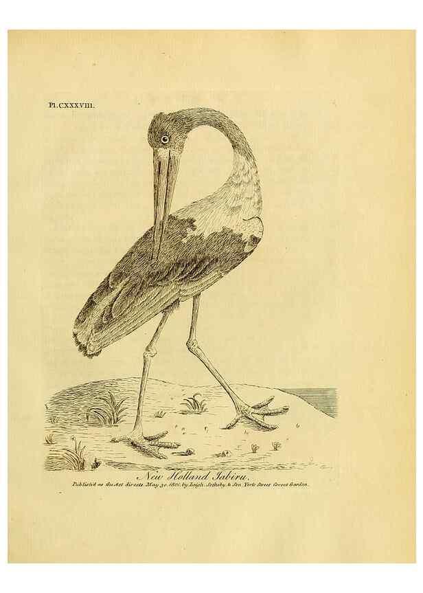 Reproducción/Reproduction 41596306242: Supplement II to the General synopsis of birds.. London :Printed for Leigh, Sotheby, & Son, York Street, Covent Garden,[1801 or 1802]. 