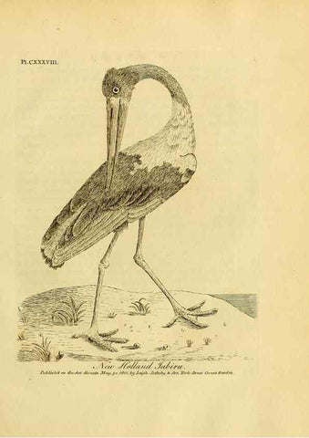 Reproducción/Reproduction 41596306242: Supplement II to the General synopsis of birds.. London :Printed for Leigh, Sotheby, & Son, York Street, Covent Garden,[1801 or 1802]. 