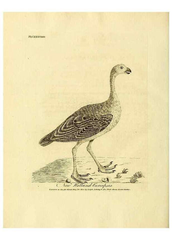Reproducción/Reproduction 39828221440: Supplement II to the General synopsis of birds.. London :Printed for Leigh, Sotheby, & Son, York Street, Covent Garden,[1801 or 1802]. 