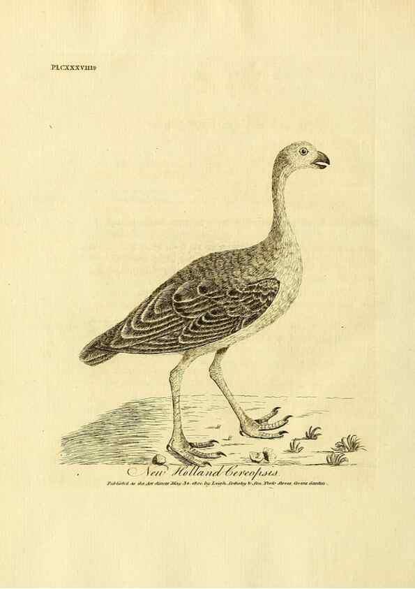 Reproducción/Reproduction 39828221440: Supplement II to the General synopsis of birds.. London :Printed for Leigh, Sotheby, & Son, York Street, Covent Garden,[1801 or 1802]. 