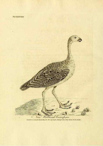 Reproducción/Reproduction 39828221440: Supplement II to the General synopsis of birds.. London :Printed for Leigh, Sotheby, & Son, York Street, Covent Garden,[1801 or 1802]. 