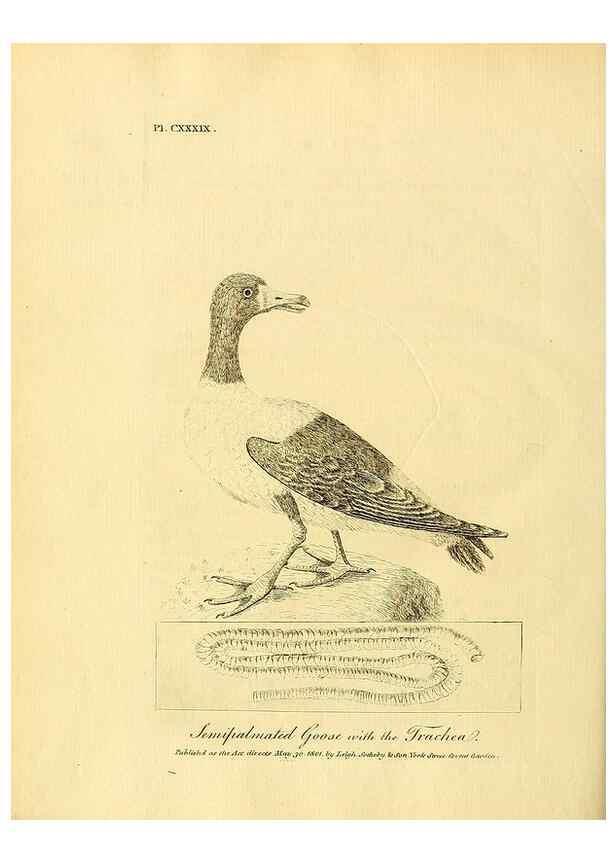Reproducción/Reproduction 26768059207: Supplement II to the General synopsis of birds.. London :Printed for Leigh, Sotheby, & Son, York Street, Covent Garden,[1801 or 1802]. 