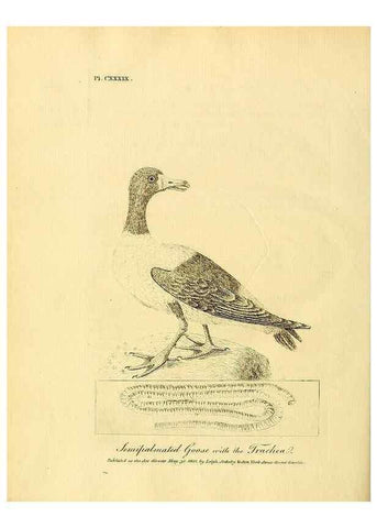 Reproducción/Reproduction 26768059207: Supplement II to the General synopsis of birds.. London :Printed for Leigh, Sotheby, & Son, York Street, Covent Garden,[1801 or 1802]. 