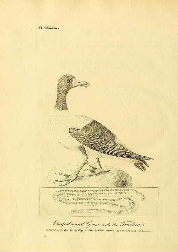 Reproducción/Reproduction 26768059207: Supplement II to the General synopsis of birds.. London :Printed for Leigh, Sotheby, & Son, York Street, Covent Garden,[1801 or 1802]. 