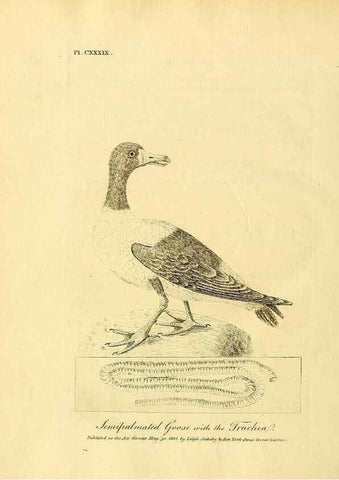 Reproducción/Reproduction 26768059207: Supplement II to the General synopsis of birds.. London :Printed for Leigh, Sotheby, & Son, York Street, Covent Garden,[1801 or 1802]. 