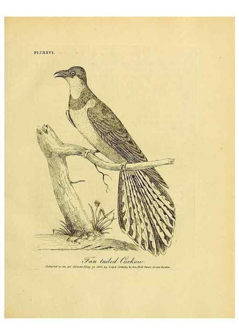 Reproducción/Reproduction 40925562334: Supplement II to the General synopsis of birds.. London :Printed for Leigh, Sotheby, & Son, York Street, Covent Garden,[1801 or 1802]. 
