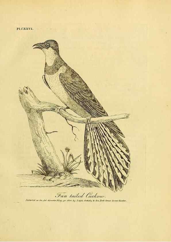 Reproducción/Reproduction 40925562334: Supplement II to the General synopsis of birds.. London :Printed for Leigh, Sotheby, & Son, York Street, Covent Garden,[1801 or 1802]. 