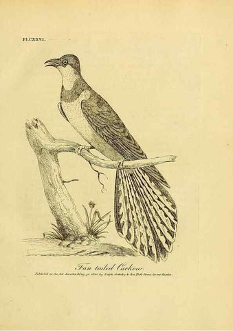 Reproducción/Reproduction 40925562334: Supplement II to the General synopsis of birds.. London :Printed for Leigh, Sotheby, & Son, York Street, Covent Garden,[1801 or 1802]. 