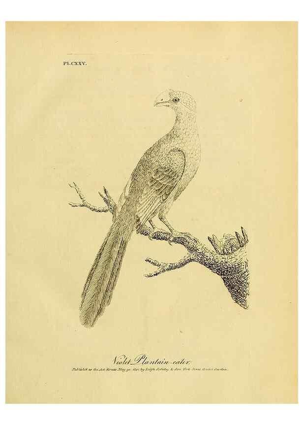 Reproducción/Reproduction 41596269672: Supplement II to the General synopsis of birds.. London :Printed for Leigh, Sotheby, & Son, York Street, Covent Garden,[1801 or 1802]. 