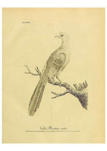 Reproducción/Reproduction 41596269672: Supplement II to the General synopsis of birds.. London :Printed for Leigh, Sotheby, & Son, York Street, Covent Garden,[1801 or 1802]. 