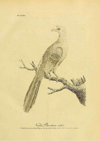 Reproducción/Reproduction 41596269672: Supplement II to the General synopsis of birds.. London :Printed for Leigh, Sotheby, & Son, York Street, Covent Garden,[1801 or 1802]. 