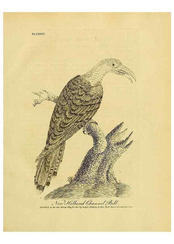 Reproducción/Reproduction 41596267302: Supplement II to the General synopsis of birds.. London :Printed for Leigh, Sotheby, & Son, York Street, Covent Garden,[1801 or 1802]. 