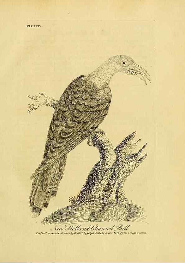 Reproducción/Reproduction 41596267302: Supplement II to the General synopsis of birds.. London :Printed for Leigh, Sotheby, & Son, York Street, Covent Garden,[1801 or 1802]. 